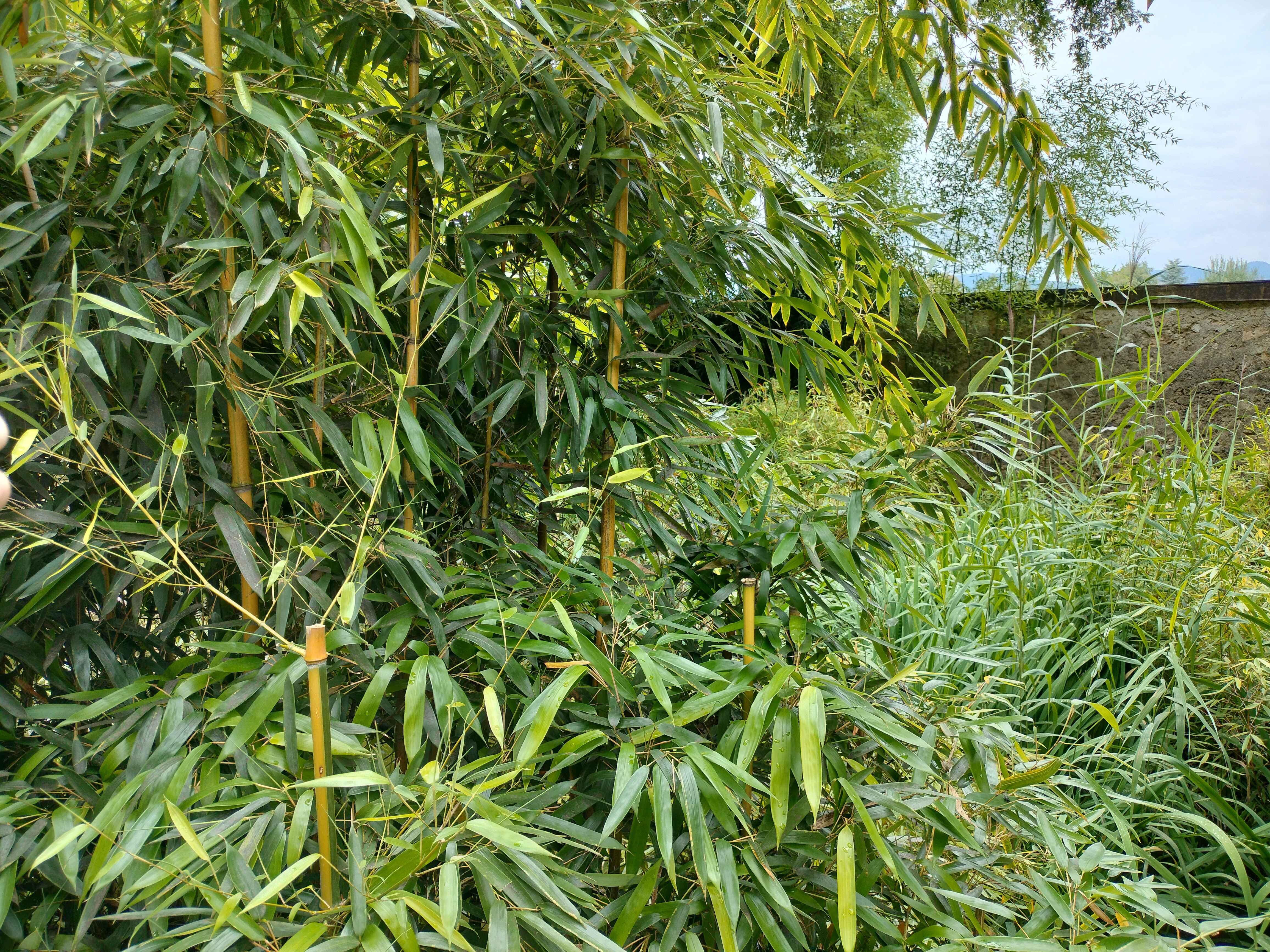 Jungle Scenery 4